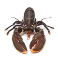Order Live Maine Lobster – Fresh, Sustainably Sourced Whole Lobsters Delivered Overnight