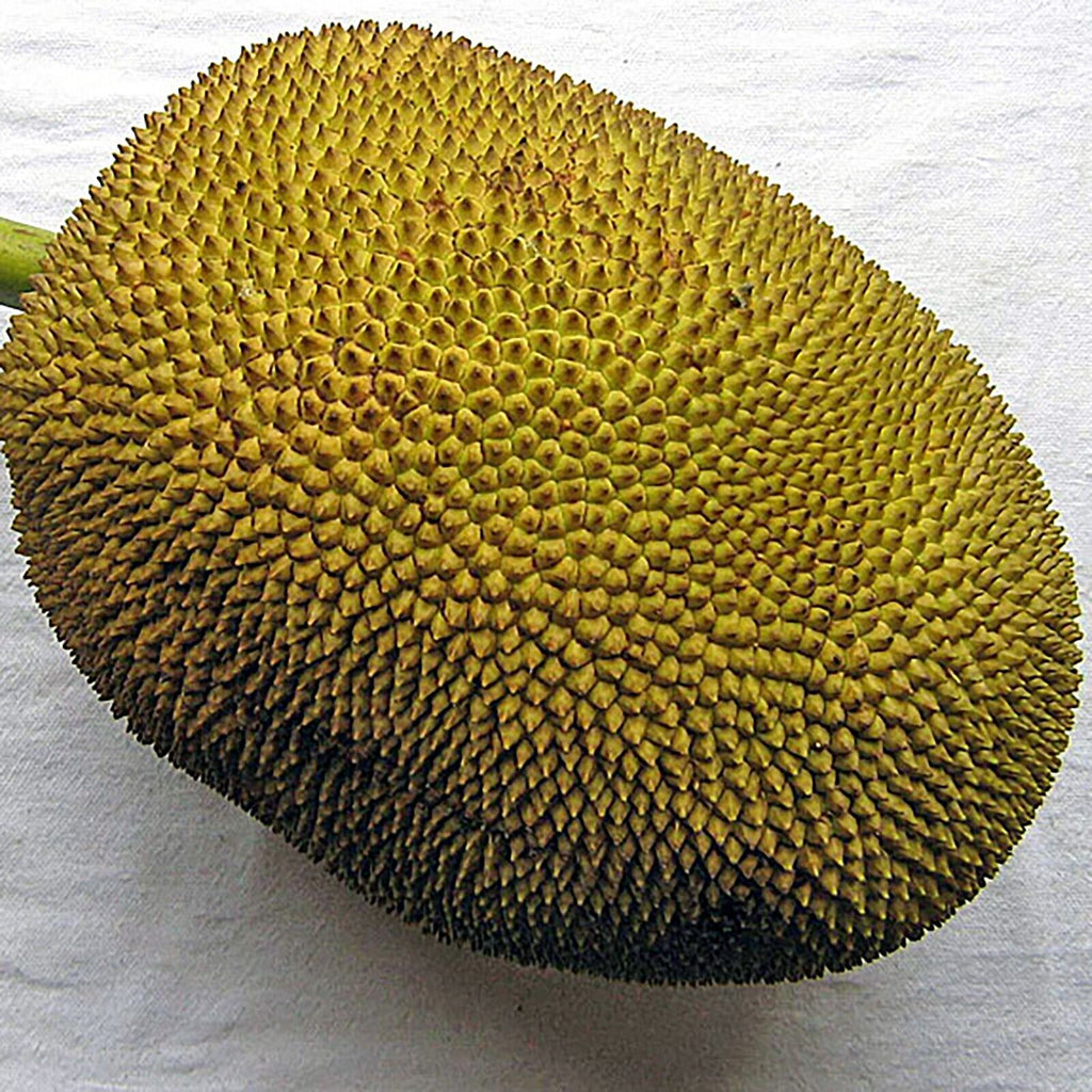 Fresh Whole Jackfruit 10-25 lb